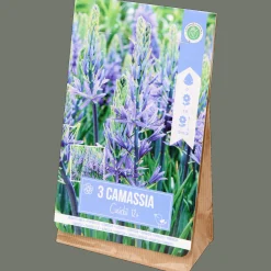 Bloembollen Camassia